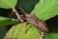 Coreus marginatus